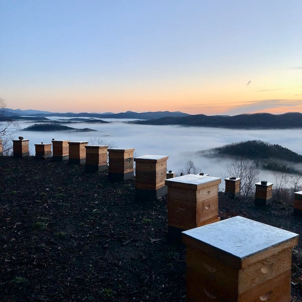 Surviving The Winter with Minimal Bee Losses in the Apiary
