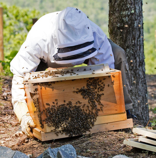 Swarming Bees And The Killing Of A Colony