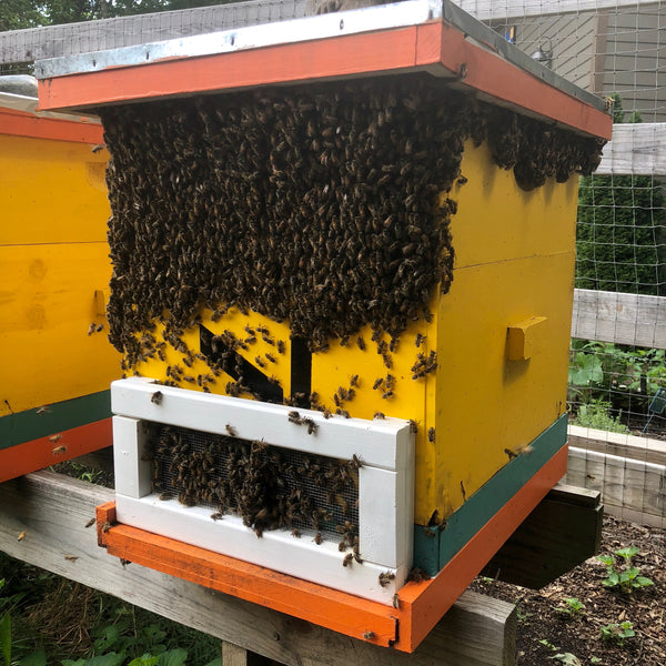 A Tough Spring for North Carolina Bees & No Killer Bees Honey in 2018