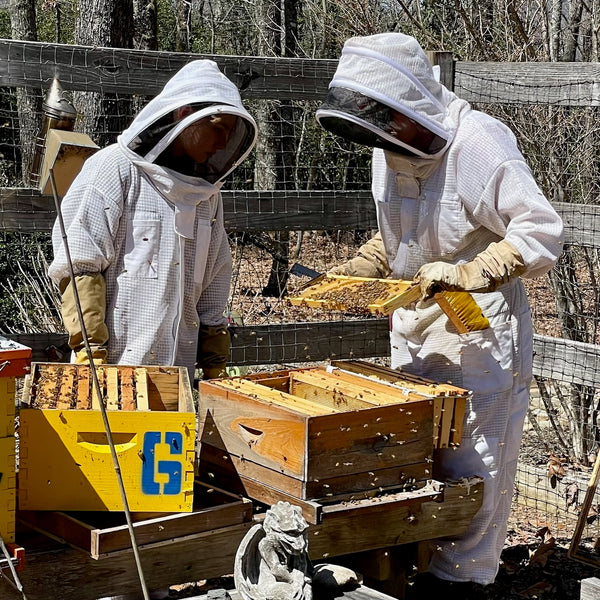 Spring in the Apiary - How Beehives Ramp up for Honey Production