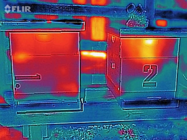 Thermal Thursdays: Neighboring Hives handle Winter Temperatures Differently