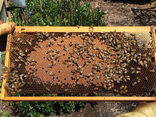 Killer Bees Honey & The National Honey Bee Survey