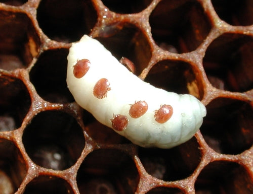 Treatment of KBH Bees in The Age of Varroa Destructor